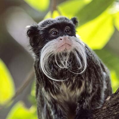 Emperor Tamarin in the wild and plush