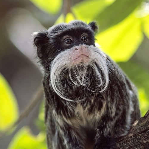 Emperor Tamarin in the wild and plush