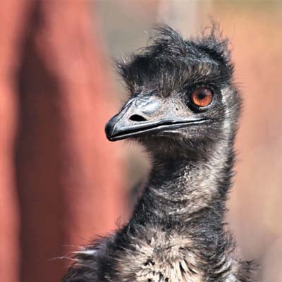 Emu in the wild and plush