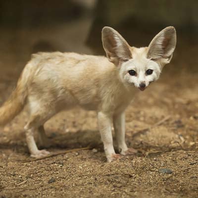Fennec Fox in the wild and plush