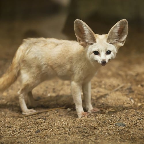 Fennec Fox in the wild and plush