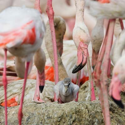 Flamingo Chick in the wild and plush