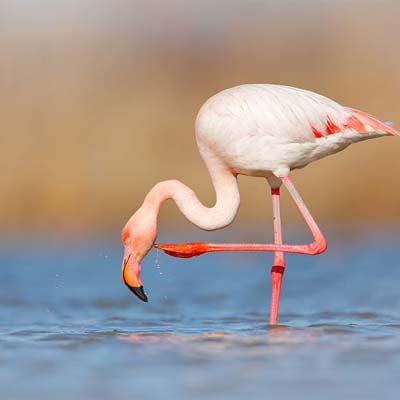 Flamingo in the wild and plush