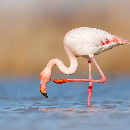 Flamingo in the wild and plush