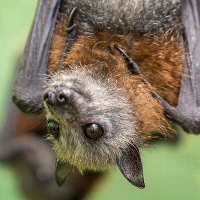 Flying Fox in the wild and plush