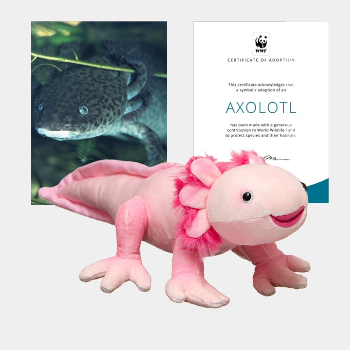 A symbolic adoption certificate for an axolotl alongside a photo of an axolotl and a pink plush axolotl toy.