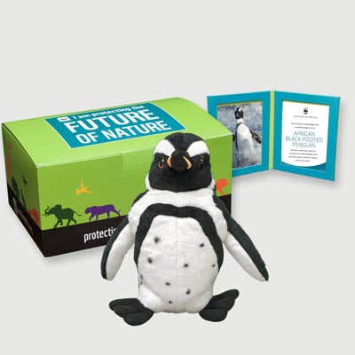 african black footed penguin Plush, box + frame adoption kit