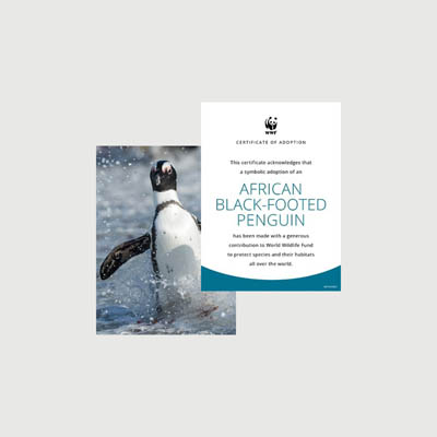 african black footed penguin Photo + certificate adoption kit