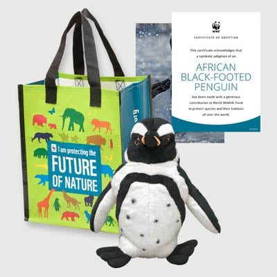 african black footed penguin Plush adoption kit