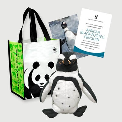 African Black-footed Penguin