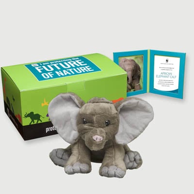 african elephant calf Plush, box + frame adoption kit