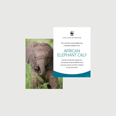 african elephant calf Photo + certificate adoption kit