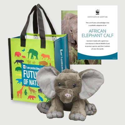 african elephant calf Plush adoption kit