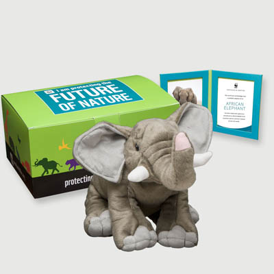 african elephant Plush, box + frame adoption kit