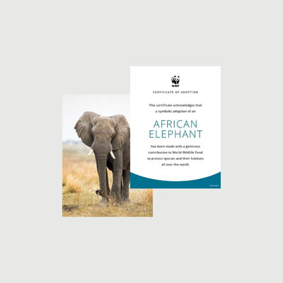 african elephant Photo + certificate adoption kit