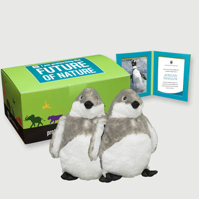 african penguin chick Plush, box + frame adoption kit