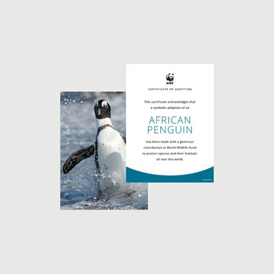 african penguin chick Photo + certificate adoption kit