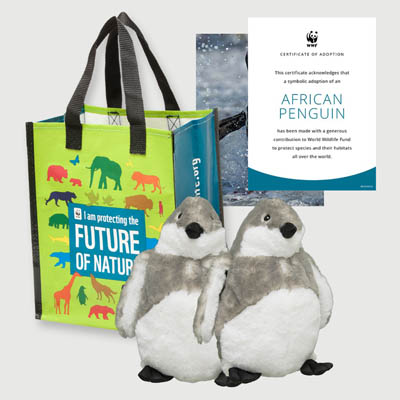 african penguin chick Plush adoption kit