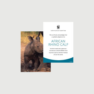 african rhino calf Photo + certificate adoption kit