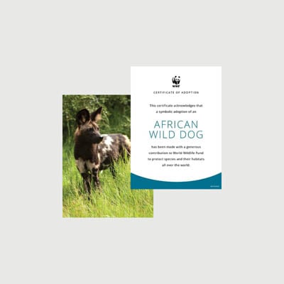african wild dog Photo + certificate adoption kit