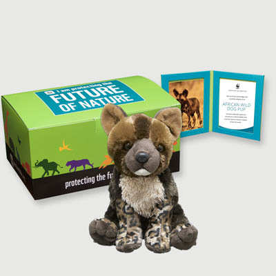 african wild dog pup Plush, box + frame adoption kit