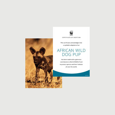 african wild dog pup Photo + certificate adoption kit