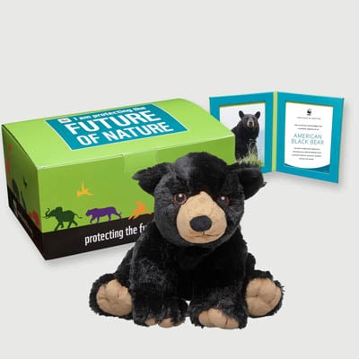 american black bear Plush, box + frame adoption kit