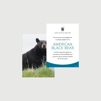 american black bear Photo + certificate adoption kit