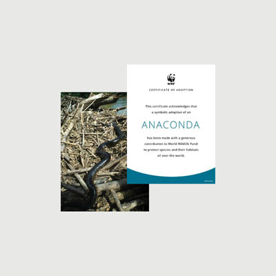 anaconda Photo + certificate adoption kit