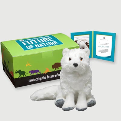 arctic fox Plush, box + frame adoption kit