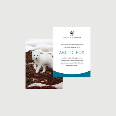 arctic fox Photo + certificate adoption kit