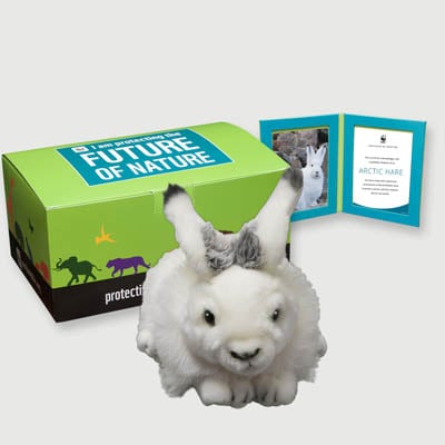 arctic hare Plush, box + frame adoption kit