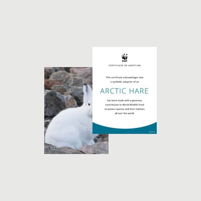 arctic hare Photo + certificate adoption kit