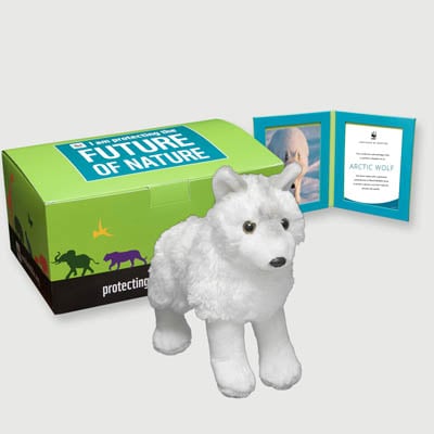 arctic wolf Plush, box + frame adoption kit