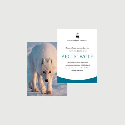 arctic wolf Photo + certificate adoption kit