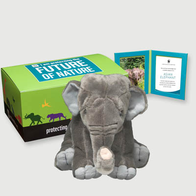 asian elephant Plush, box + frame adoption kit