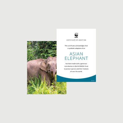asian elephant Photo + certificate adoption kit