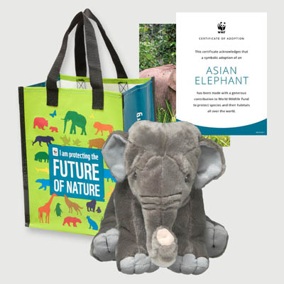 asian elephant Plush adoption kit