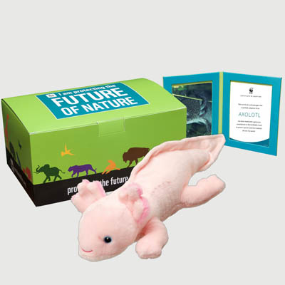 axolotl Plush, box + frame adoption kit