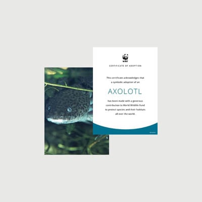axolotl Photo + certificate adoption kit