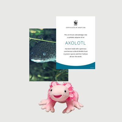 axolotl Mini plush adoption kit