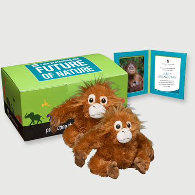 baby orangutan Plush, box + frame adoption kit