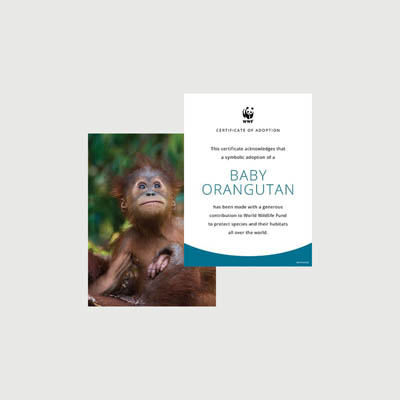 baby orangutan Photo + certificate adoption kit