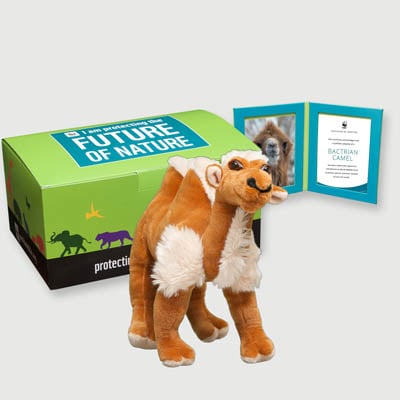 bactrian camel Plush, box + frame adoption kit