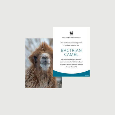bactrian camel Photo + certificate adoption kit