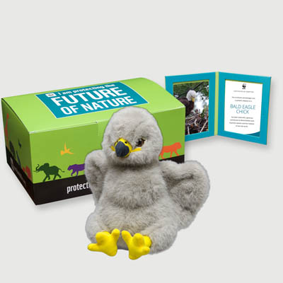 bald eagle chick Plush, box + frame adoption kit