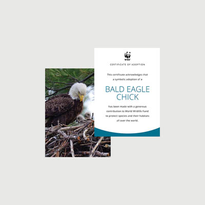 bald eagle chick Photo + certificate adoption kit