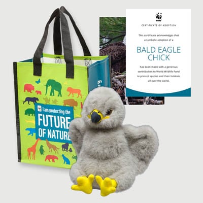 bald eagle chick Plush adoption kit