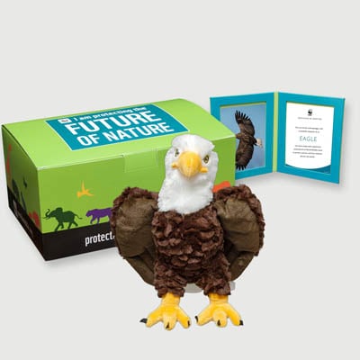 bald eagle Plush, box + frame adoption kit