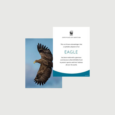 bald eagle Photo + certificate adoption kit